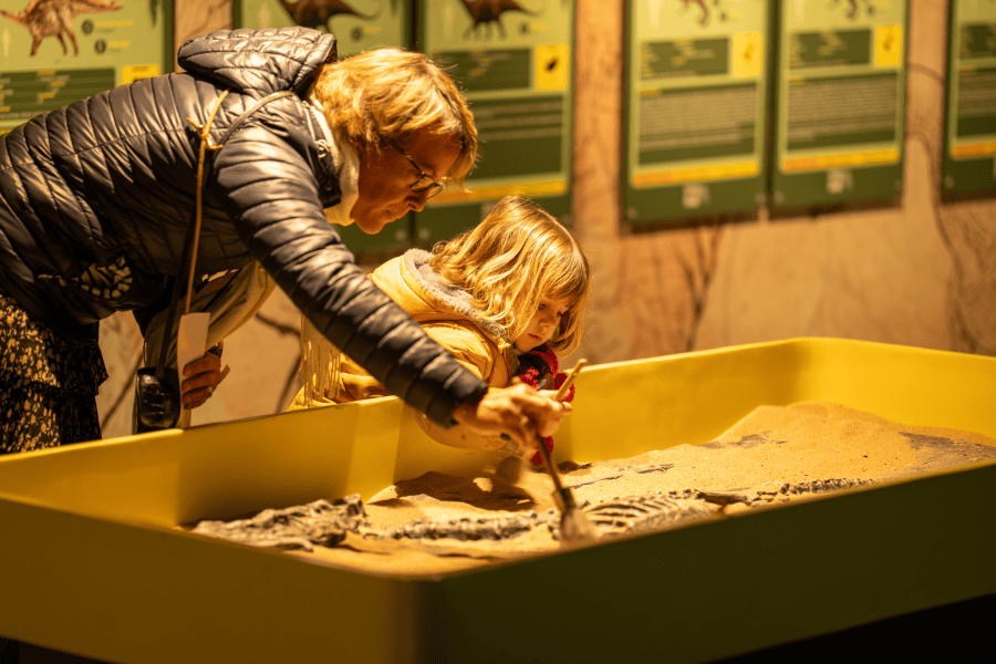 Fossil Discovery