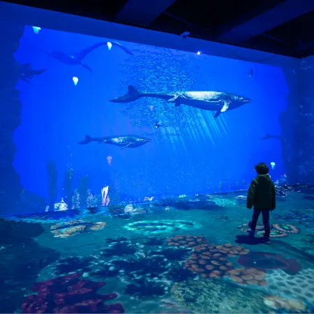 Virtual Aquarium